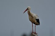 DPP - Wildlife Photography - White stork - H