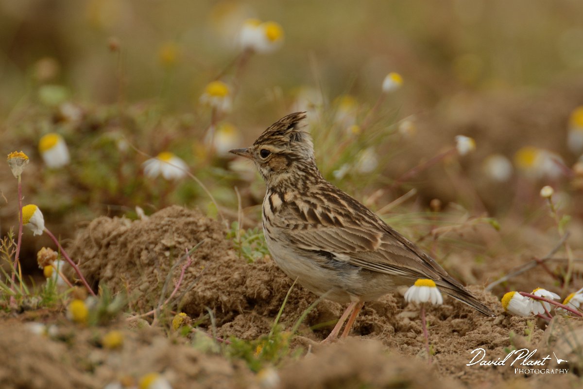 DPP - Wildlife Photography - Wood lark - A.jpg - Woodlark - Castro Verde