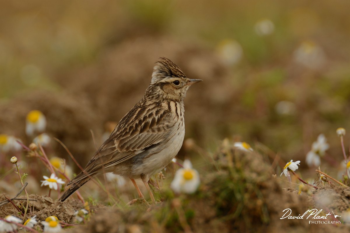 DPP - Wildlife Photography - Wood lark - C.jpg - Woodlark - Castro Verde