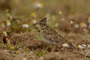 DPP - Wildlife Photography - Wood lark - A