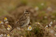 DPP - Wildlife Photography - Wood lark - C