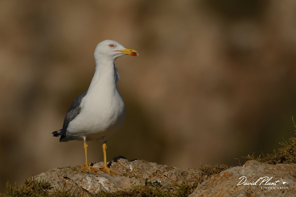 DPP - Wildlife Photography - Yellow-legged gull - B.jpg - Yellow-legged gull - Cabo de São Vicente
