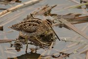 Common snipe