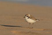 Kentish plover