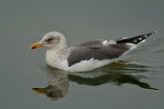 Lesser black-backed gull