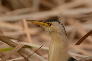 Little bittern