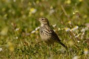 Meadow pipit