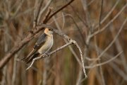 Red-rumped swallow