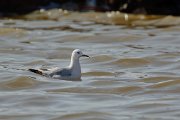 Slender-billed gull