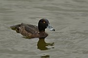 Tufted duck