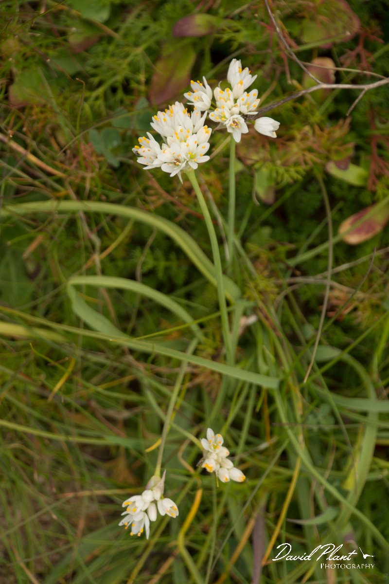 DPPhotography - Algarve - Allium roseum - A.jpg - Allium roseum