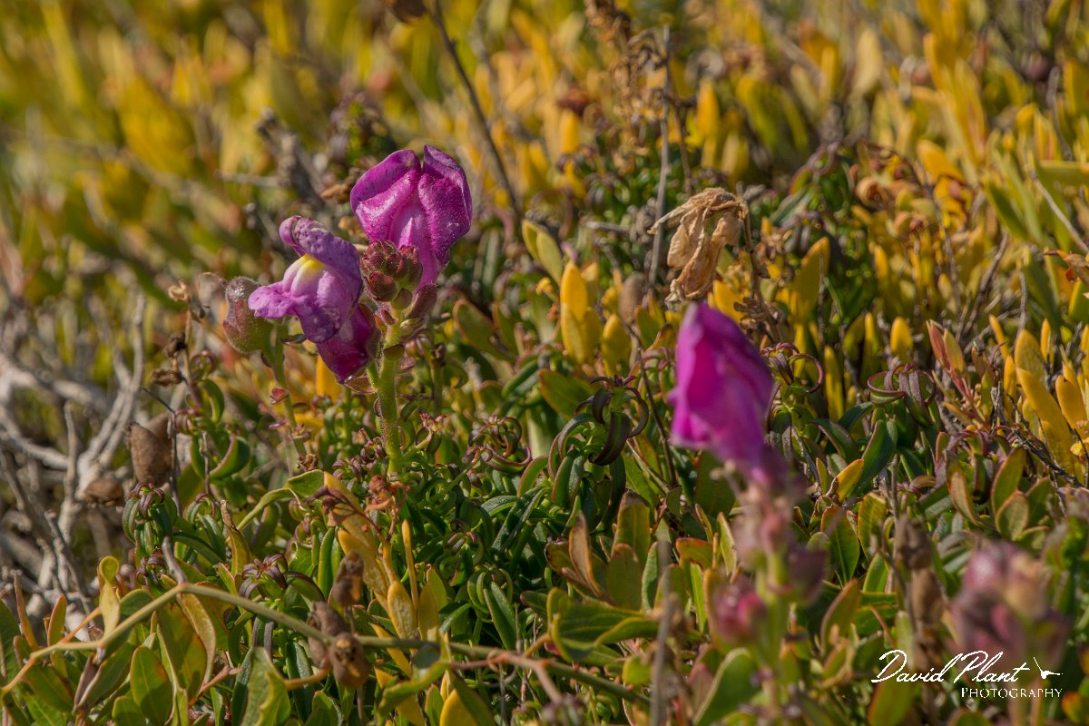 DPPhotography - Algarve - Antirrhinum cirrhigerum - A.jpg - Antirrhinum cirrhigerum