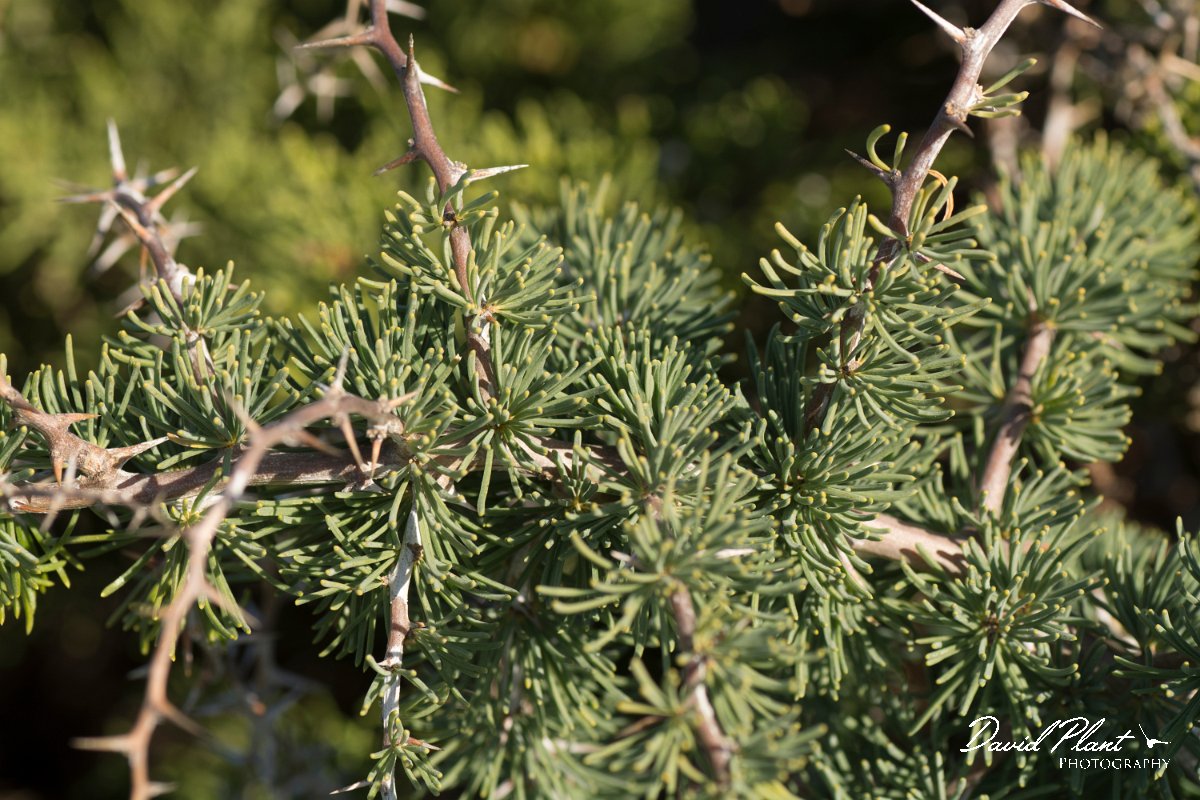 DPPhotography - Algarve - Asparagus albus - A.jpg - Asparagus albus