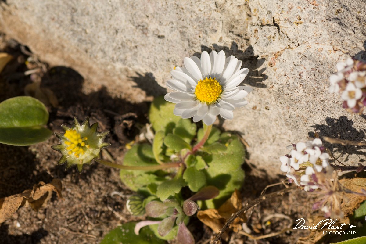 DPPhotography - Algarve - Bellis annua - A.jpg - Bellis annua