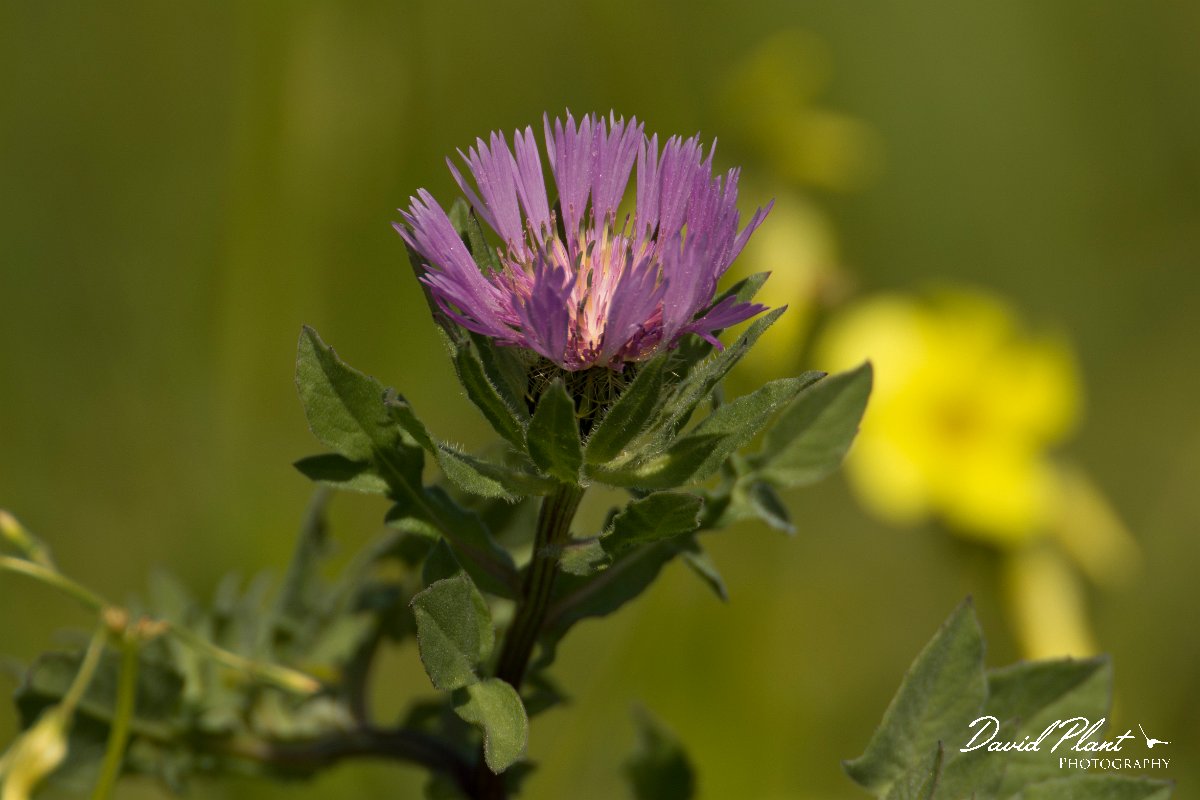 DPPhotography - Algarve - Centaurea pullata - A.jpg - Centaurea pullata