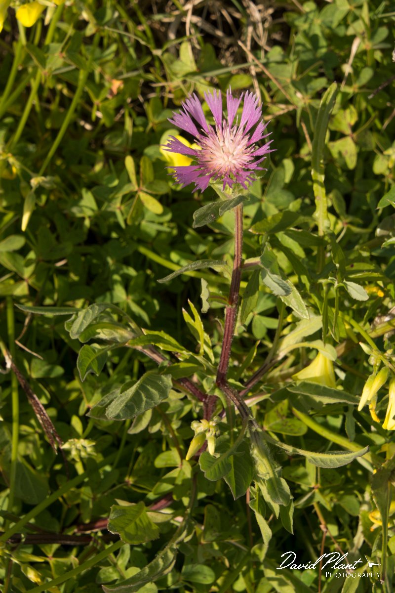 DPPhotography - Algarve - Centaurea pullata - B.jpg - Centaurea pullata