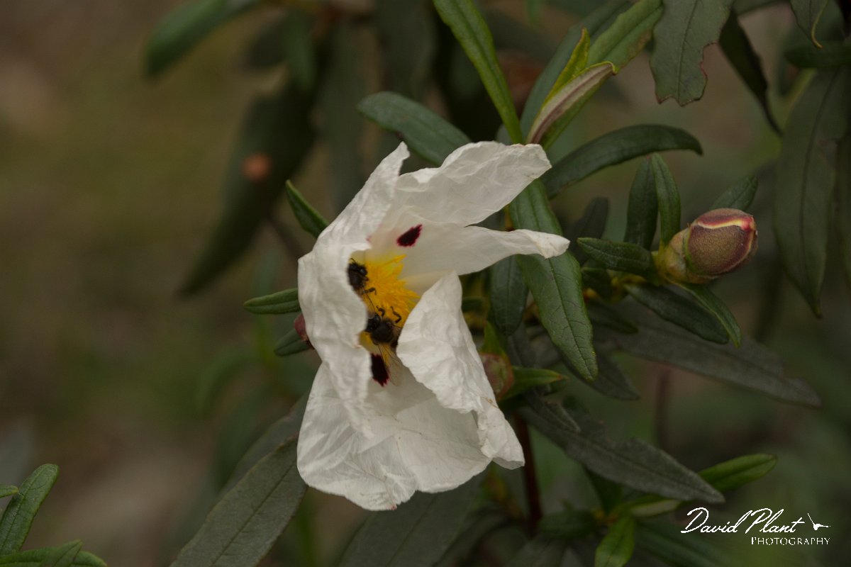 DPPhotography - Algarve - Cistus ladanifer - A.jpg - Gum cistus, Cistus ladanifer