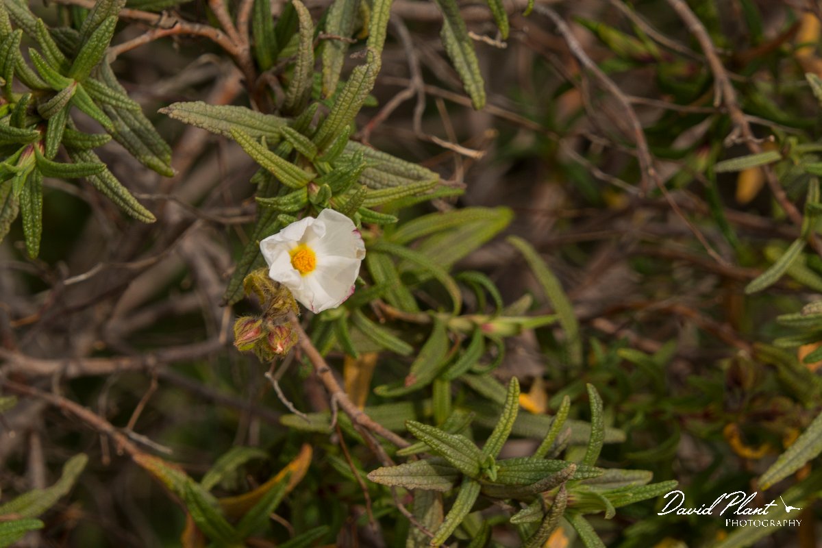 DPPhotography - Algarve - Cistus monspeliensis - A.jpg - Cistus monspeliensis