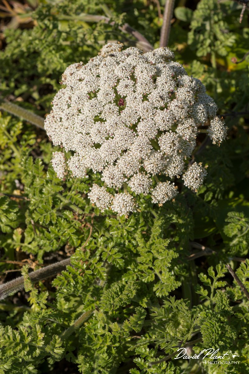 DPPhotography - Algarve - Daucus carota halophilus - A.jpg - Daucus carota halophilus