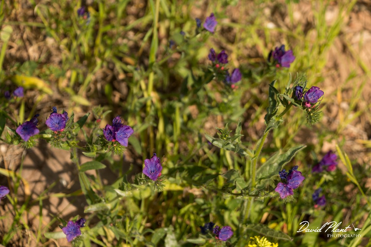 DPPhotography - Algarve - Echium plantagineum - A.jpg - Purple viper's bugloss, Echium plantagineum