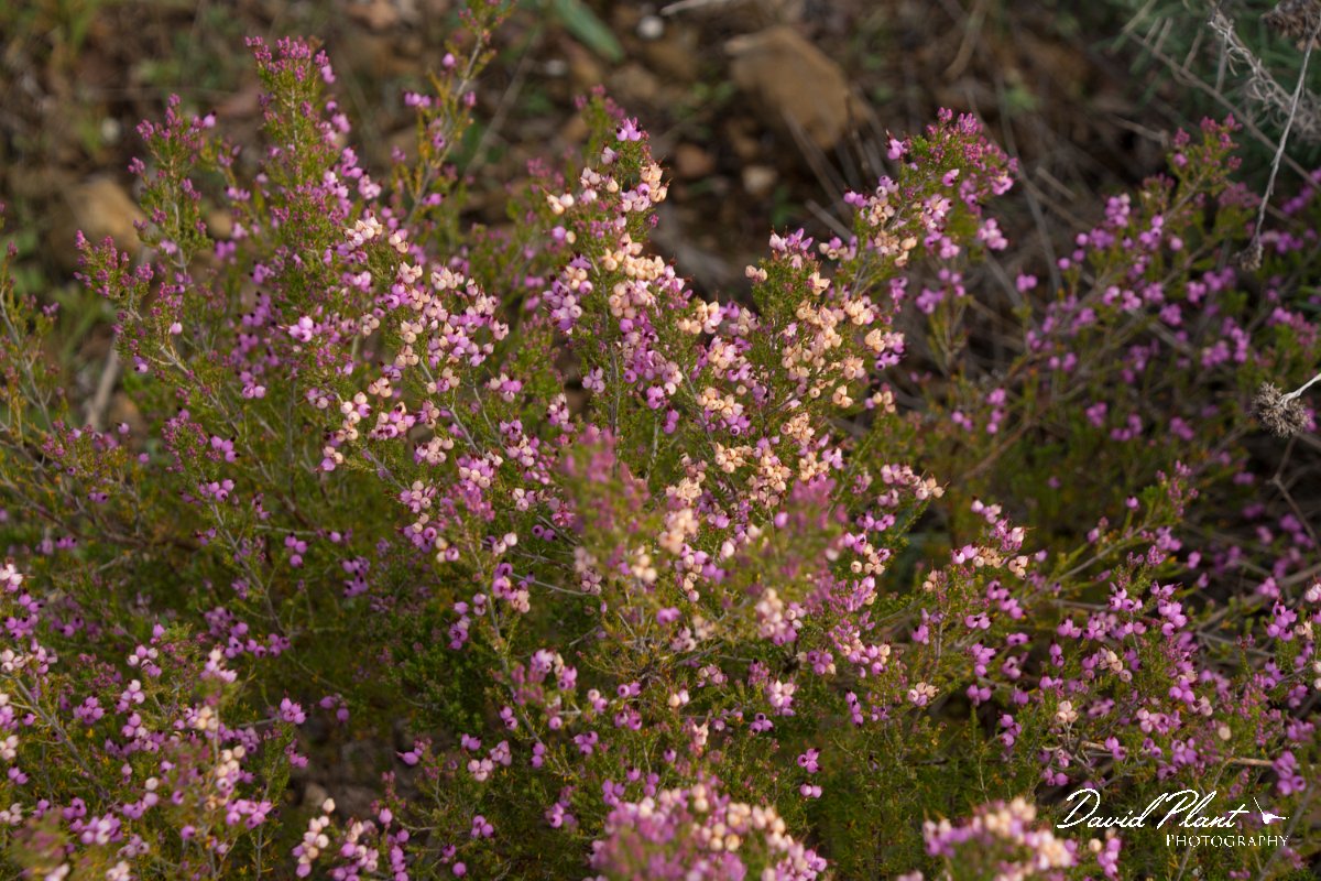 DPPhotography - Algarve - Erica umbellata - A.jpg - Erica umbellata