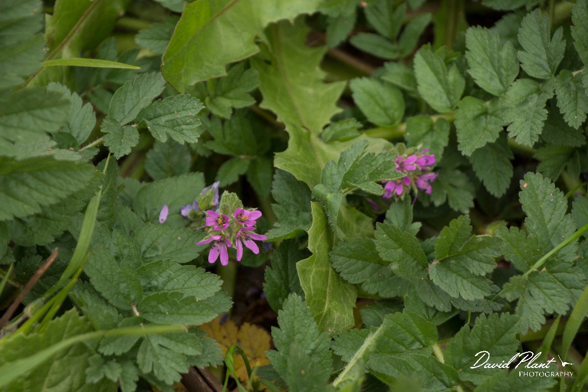 DPPhotography - Algarve - Erodium moschatum - A.jpg - Erodium moschatum