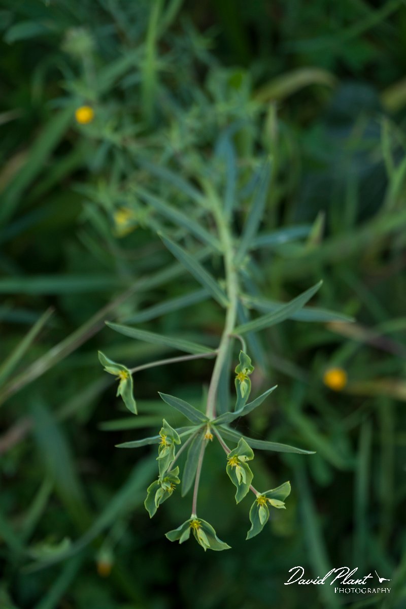 DPPhotography - Algarve - Euphorbia terracina - A.jpg - Euphorbia terracina