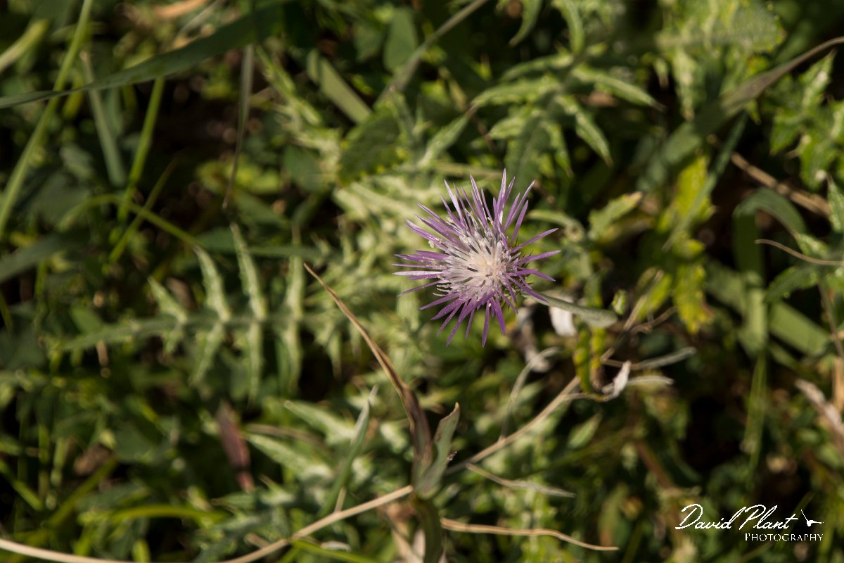 DPPhotography - Algarve - Galactites tomentosus - A.jpg - Galactites tomentosus