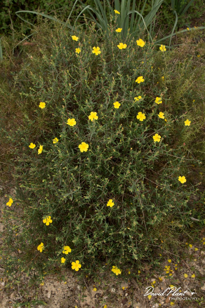 DPPhotography - Algarve - Halimium commutatum - B.jpg - Halimium commutatum