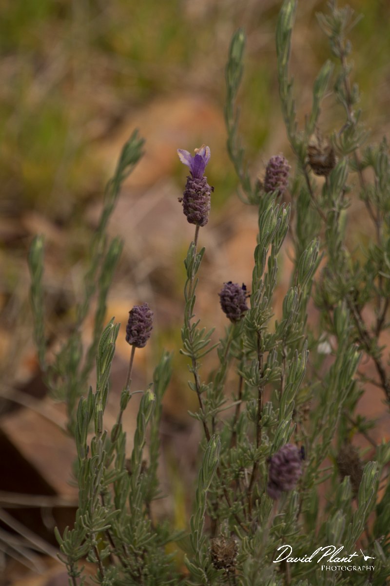 DPPhotography - Algarve - Lavandula stoechas - A.jpg - French lavendar, Lavandula stoechas