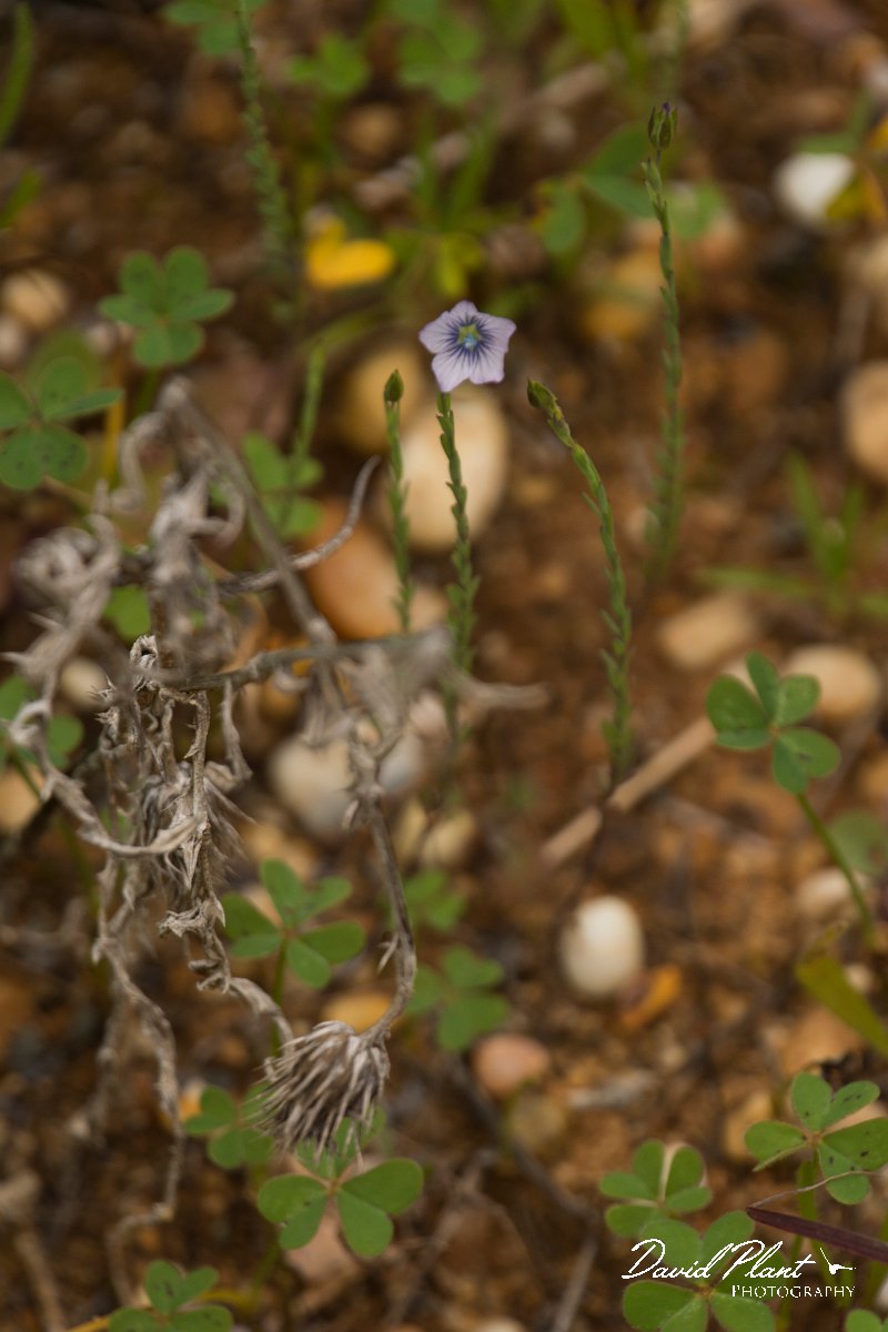 DPPhotography - Algarve - Linum bienne - A.jpg - Linum bienne