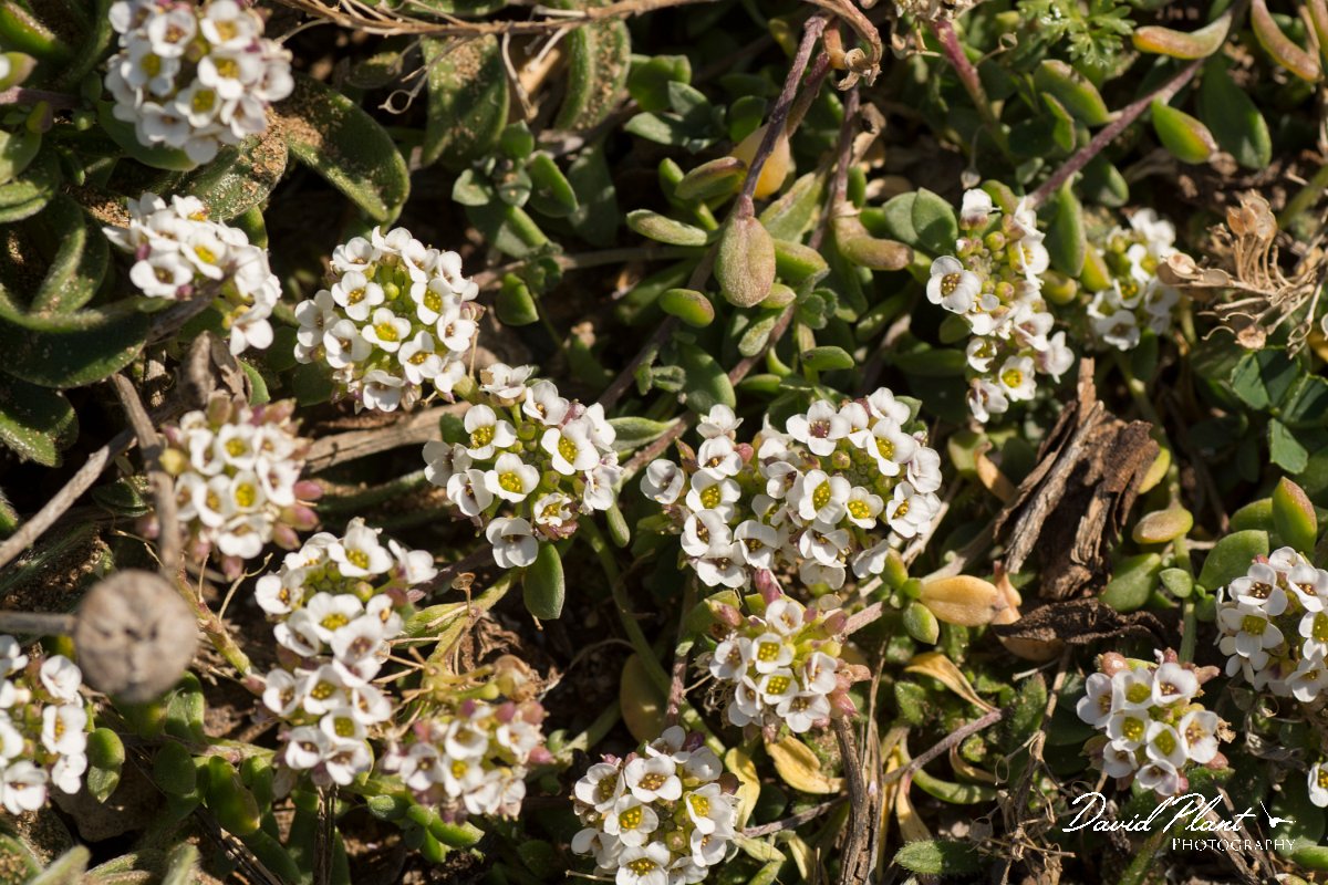 DPPhotography - Algarve - Lobularia maritima - A.jpg - Lobularia maritima