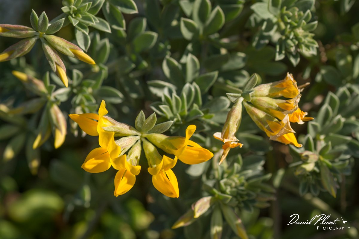 DPPhotography - Algarve - Lotus creticus - A.jpg - Southern birds-foor trefoil, Lotus creticus