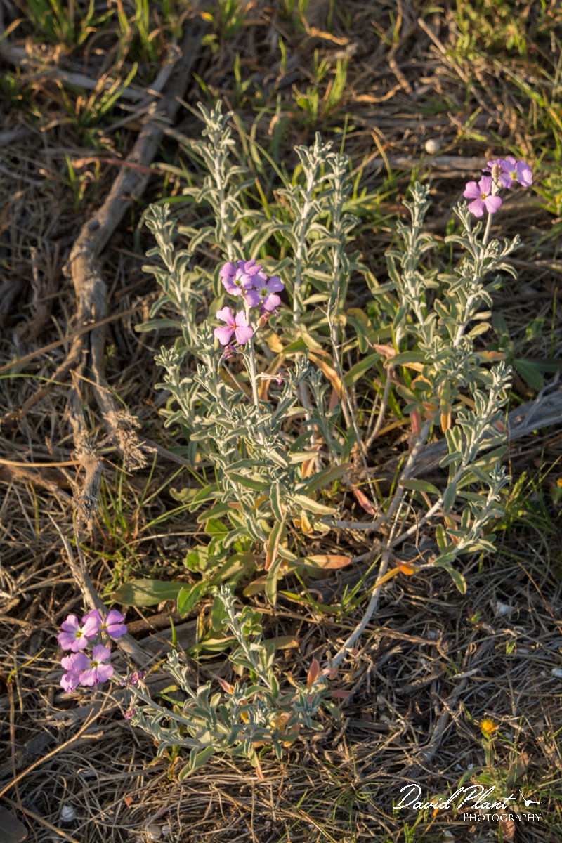 DPPhotography - Algarve - Malcolmia littorea - A.jpg - Sand stock, Malcolmia littorea