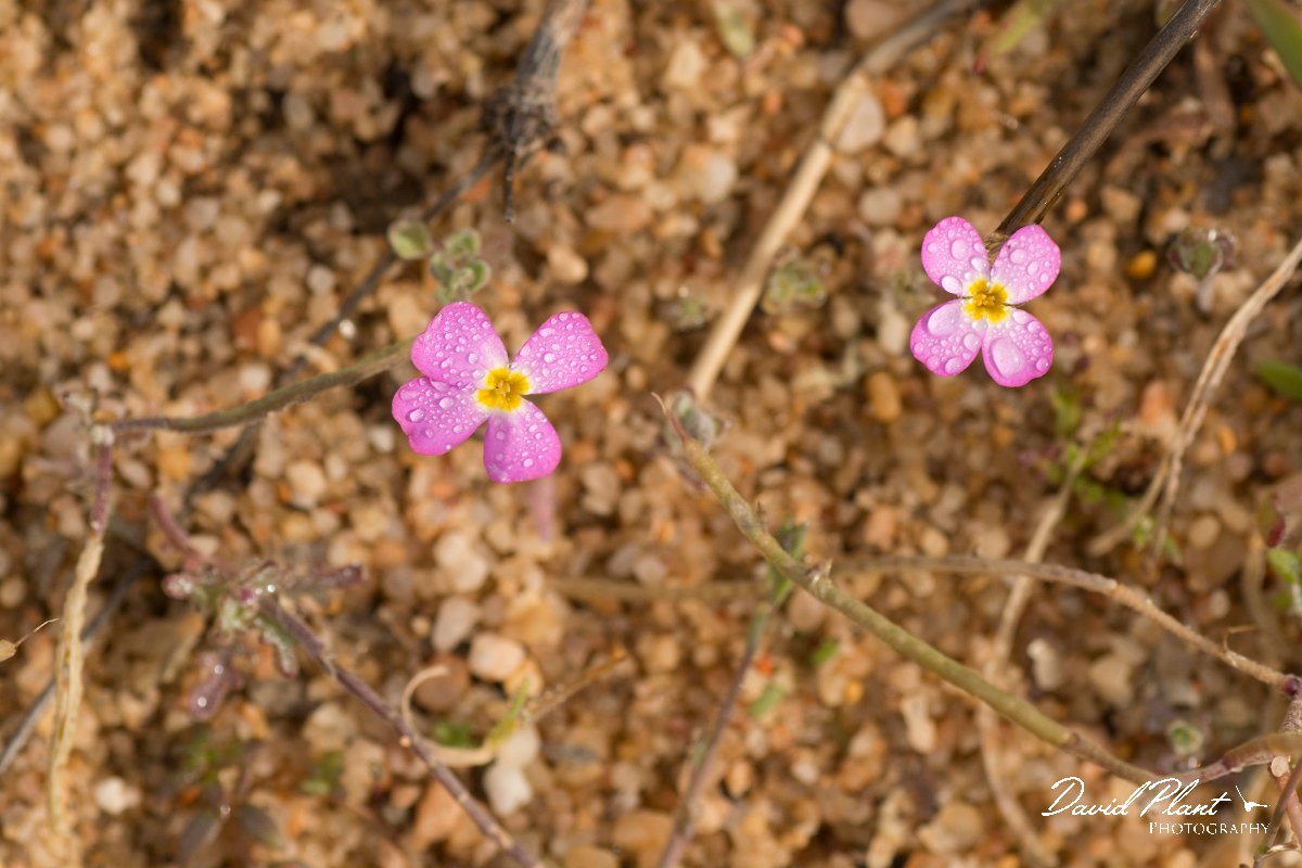 DPPhotography - Algarve - Malcolmia triloba - A.jpg - Malcolmia triloba