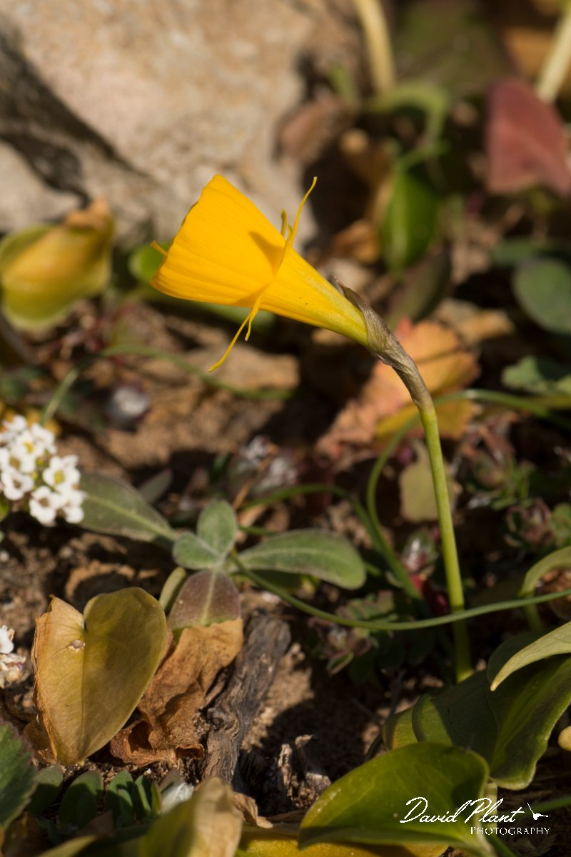 DPPhotography - Algarve - Narcissus bulbocodium - A.jpg - Narcissus bulbocodium