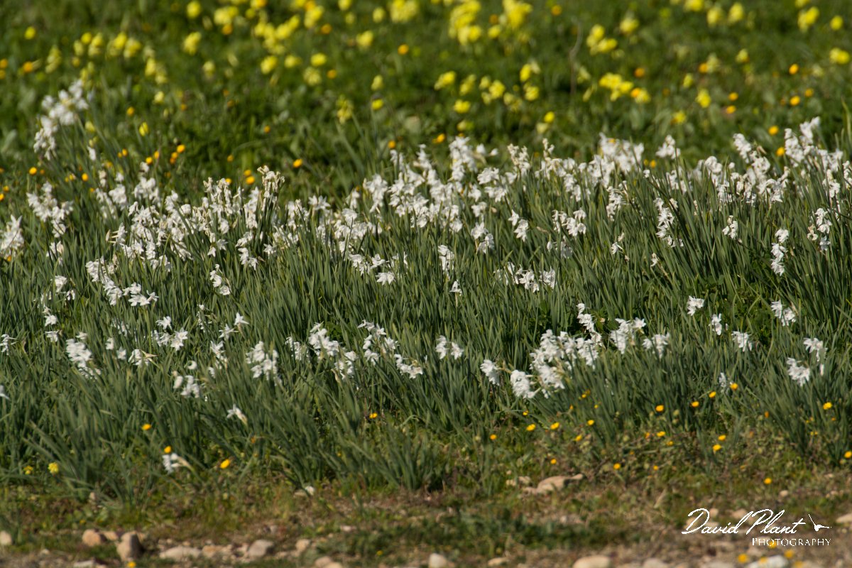 DPPhotography - Algarve - Narcissus papyraceus - A.jpg - Paperwhite narcissus, Narcissus papyraceus