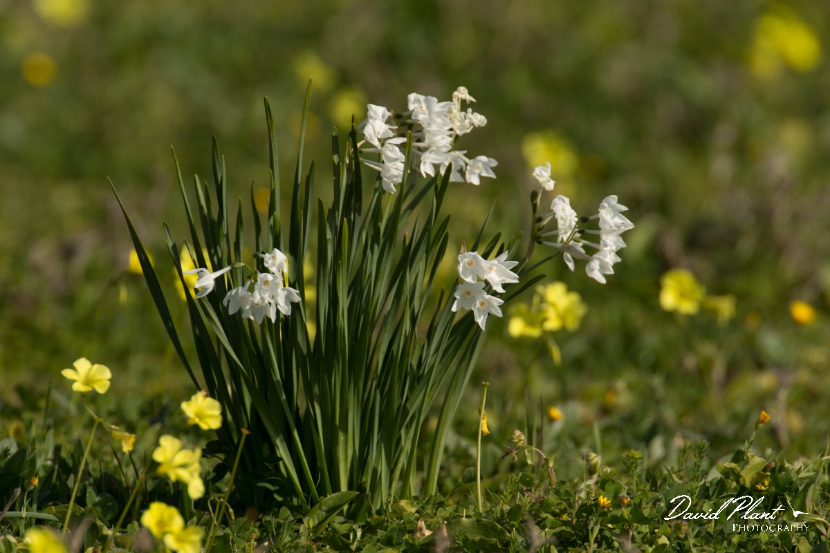 DPPhotography - Algarve - Narcissus papyraceus - B.jpg - Paperwhite narcissus, Narcissus papyraceus