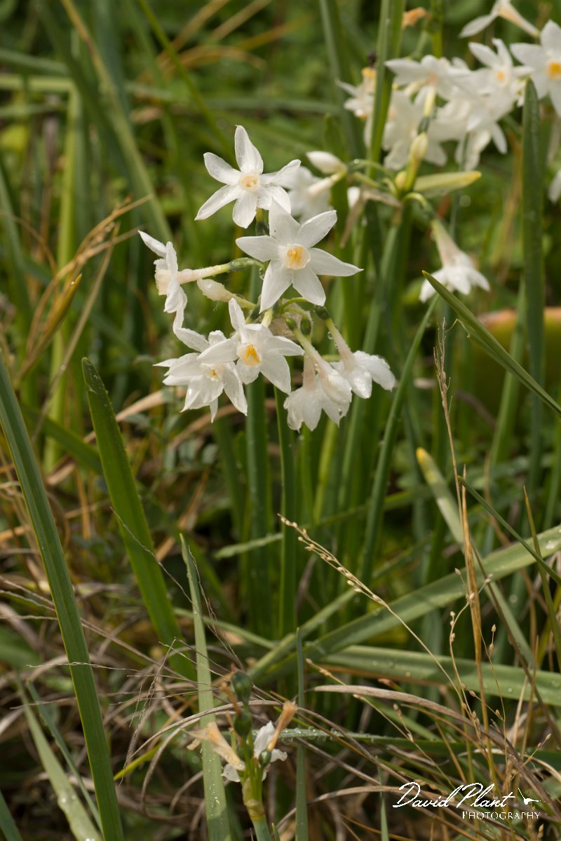 DPPhotography - Algarve - Narcissus papyraceus - C.jpg - Paperwhite narcissus, Narcissus papyraceus