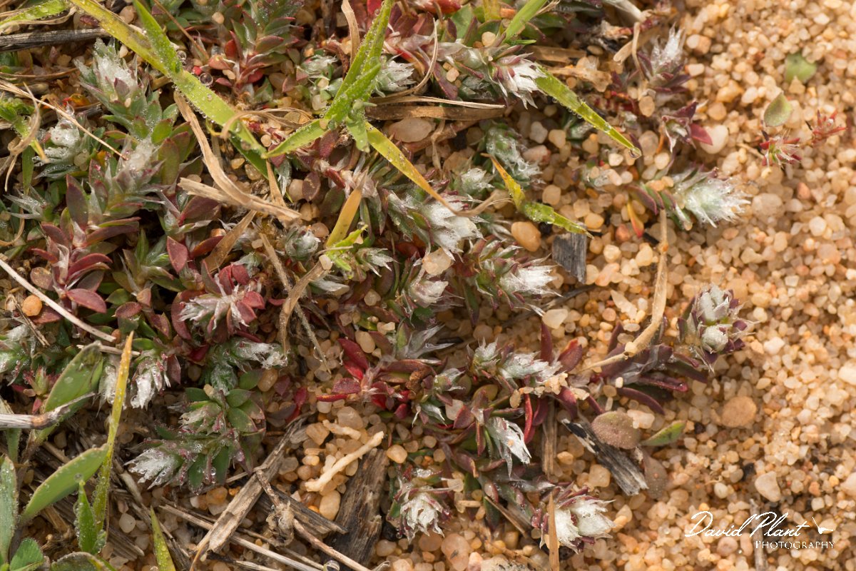 DPPhotography - Algarve - Paronychia argentea - B.jpg - Paronychia argentea