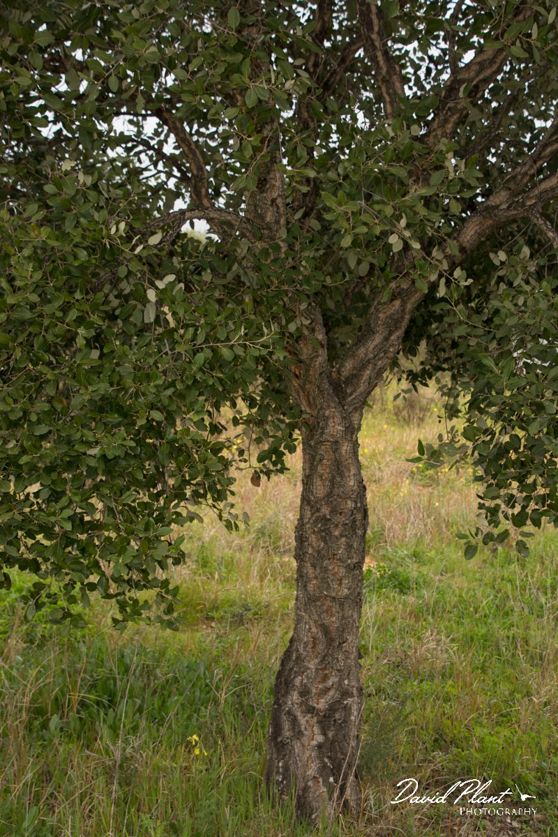 DPPhotography - Algarve - Quercus suber - A.jpg - Cork oak, Quercus suber