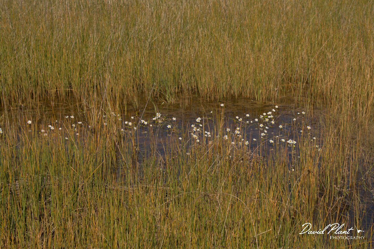 DPPhotography - Algarve - Ranunculus peltatus - A.jpg - Ranunculus peltatus