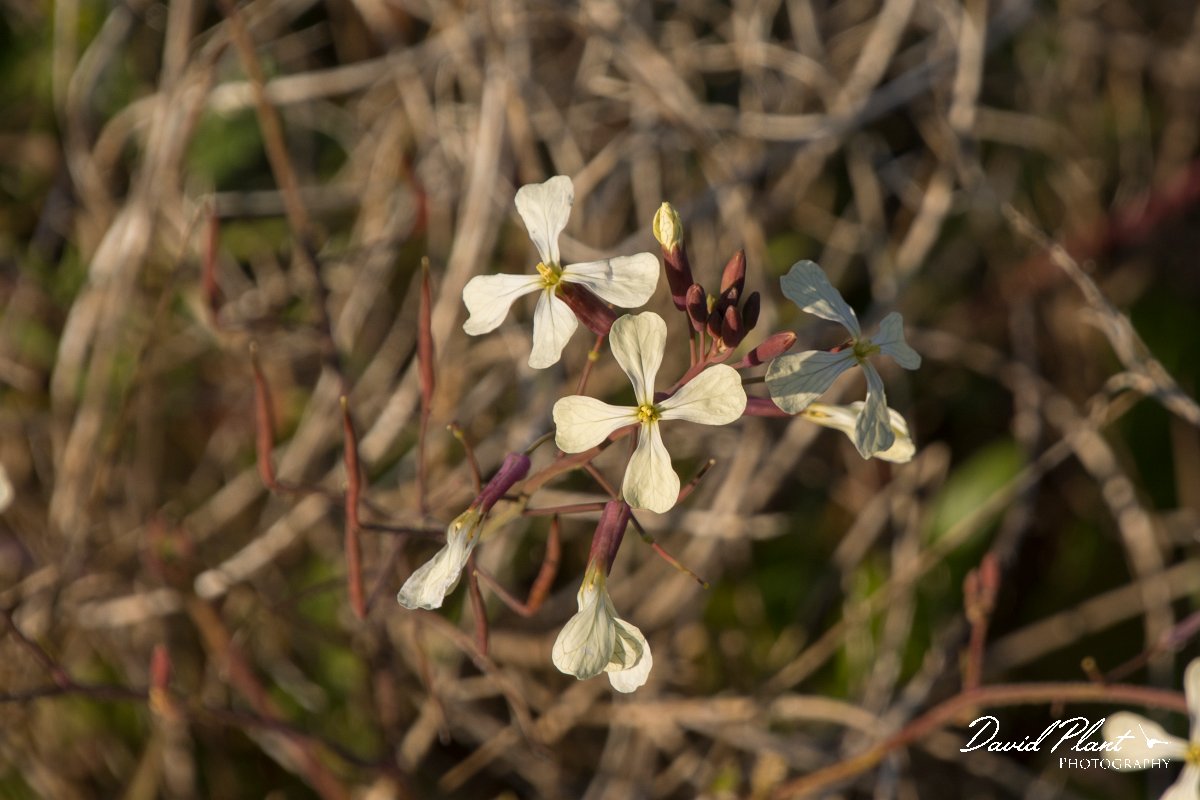 DPPhotography - Algarve - Raphanus raphanistrum - A.jpg - Raphanus raphanistrum
