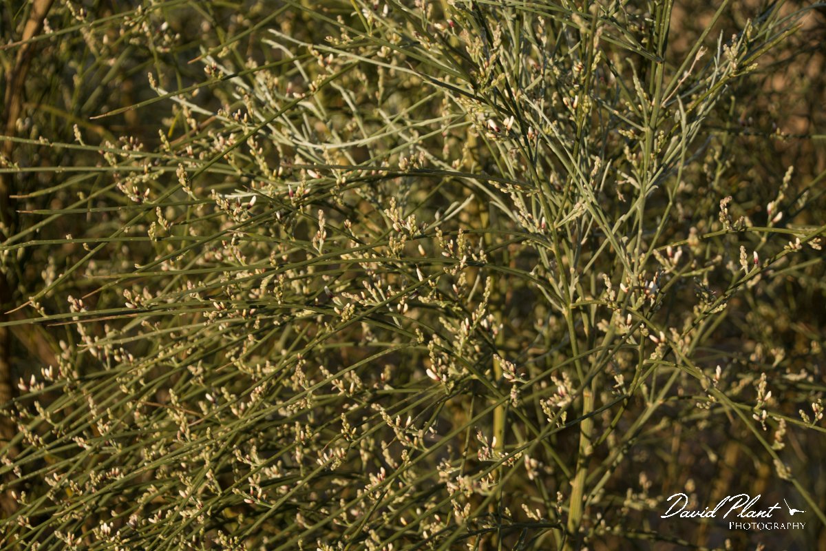 DPPhotography - Algarve - Retama monosperma - A.jpg - Retama monosperma