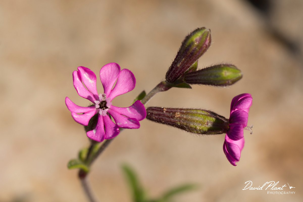 DPPhotography - Algarve - Silene colorata - A.jpg - Pink catchfly - Silene colorata