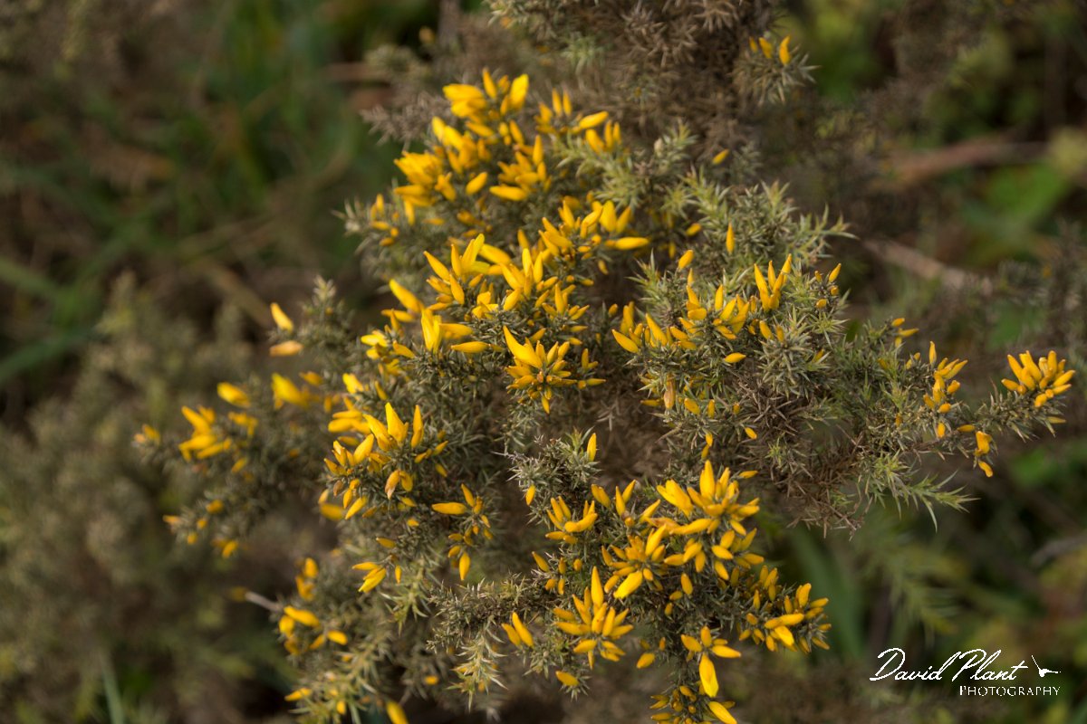 DPPhotography - Algarve - Ulex argenteus - A.jpg - Ulex argentatus