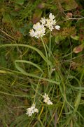 DPPhotography - Algarve - Allium roseum - A
