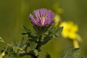 DPPhotography - Algarve - Centaurea pullata - A