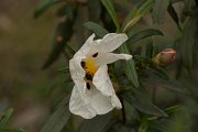 DPPhotography - Algarve - Cistus ladanifer - A
