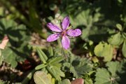DPPhotography - Algarve - Erodium malacoides - A